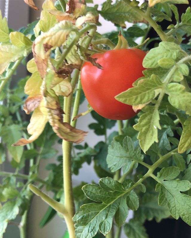 Наталья Гулькина выращивает помидоры дома на подоконнике