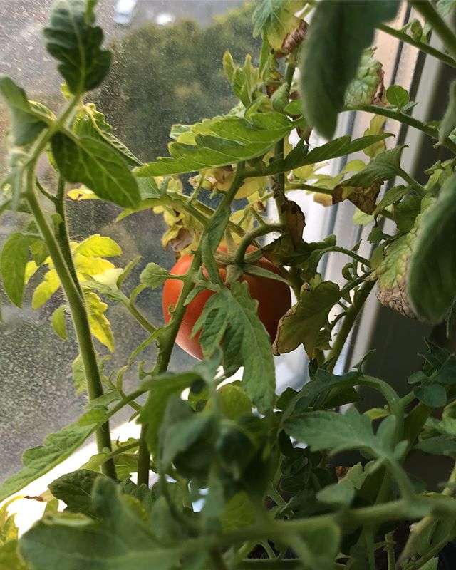Наталья Гулькина выращивает помидоры дома на подоконнике
