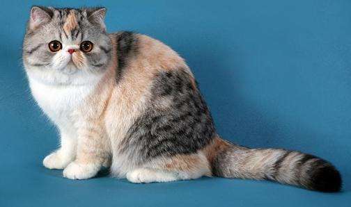 Найнезвичайніші породи кішок, про яких ви, можливо, навіть не знали