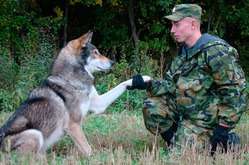 Вовко-собаки: що ми про них знаємо?