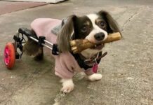 Несподівана Сваха: Як Мій Вмираючий Собака Привів Мене До Чоловіка